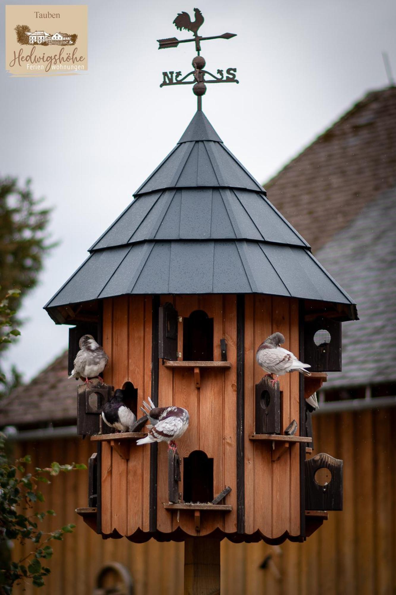 Urlaub Auf Dem Bauernhof Hedwigshoehe Hohnstein
