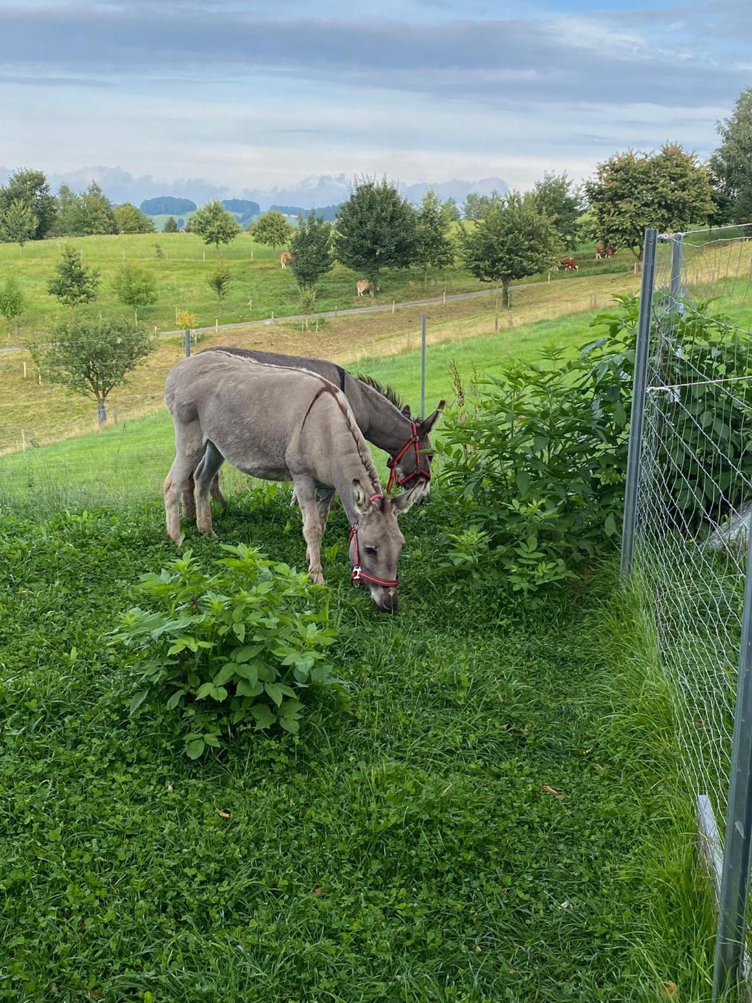 Urlaub Auf Dem Bauernhof Hedwigshoehe Appartement